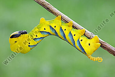 Totenkopfschwärmer Raupe
