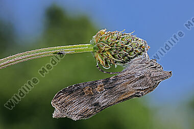 Dunkelgrauer Goldaster-Mönch