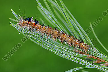 Kiedernspinner halberwachsene Raupe