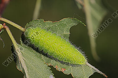 Nierenfleck-Zipfelfalter Raupe