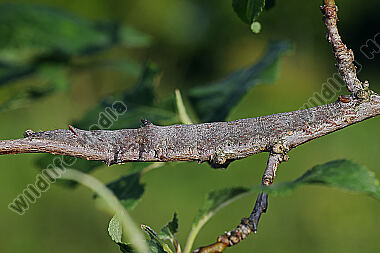 Ordensband hymenaea Raupe