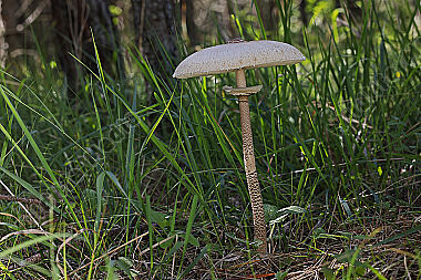 Gemeiner Riesenschirmling