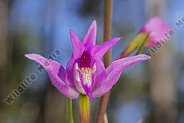 Rotes Waldvögelchen