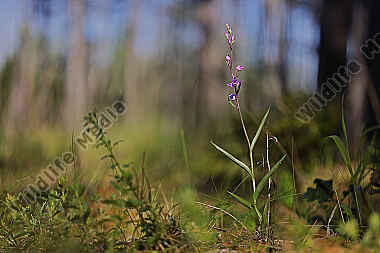 Rotes Waldvögelchen