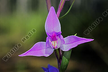 Rotes Waldvögelchen