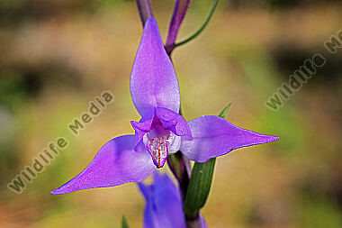Rotes Waldvögelchen