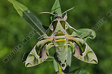 Oleanderschwärmer Männchen
