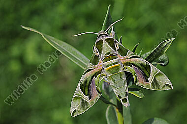 Oleanderschwärmer Männchen