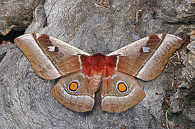 Seidenspinner Bunaea alcione