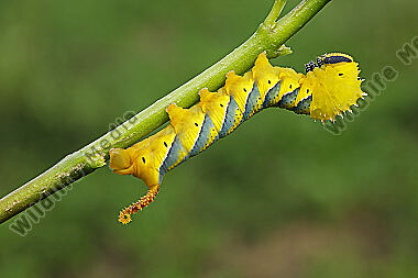 Totenkopfschwärmer halberwachsene Raupe