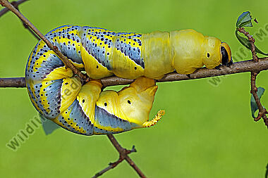 Totenkopfschwärmer Raupe