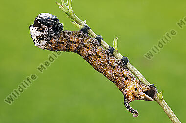 Totenkopfschwärmer Raupe