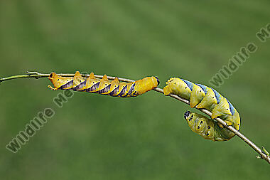 Totenkopfschwärmer Raupe