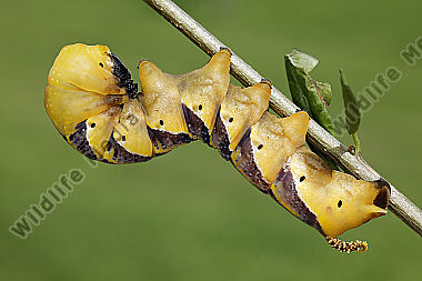 Totenkopfschwärmer Raupe