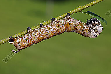 Totenkopfschwärmer Raupe