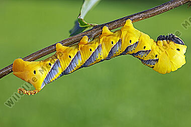 Totenkopfschwärmer Raupe