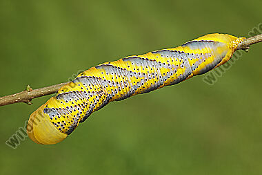 Totenkopfschwärmer Raupe