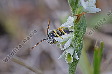 Herbst-Drehwurz mit Bestäuber
