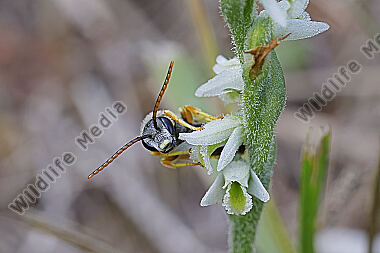 Herbst-Drehwurz mit Bestäuber