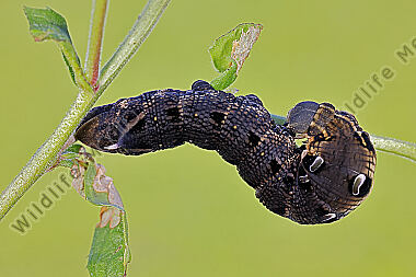 Mittlerer Weinschwärmer Raupe