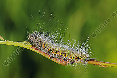 Pfauenspinner Neoris schencki halberwachsene Raupe