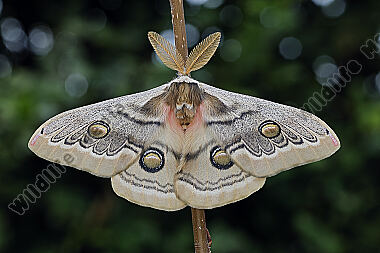 Pfauenspinner Neoris schencki Männchen
