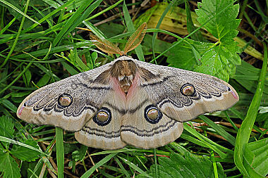Pfauenspinner Neoris schencki Männchen