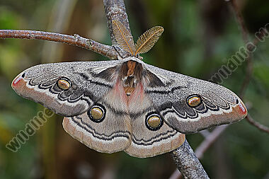 Pfauenspinner Neoris schencki Männchen