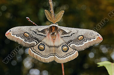 Pfauenspinner Neoris schencki Männchen