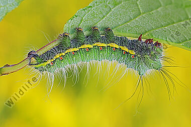 Pfauenspinner Neoris schencki Raupe