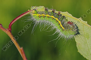 Pfauenspinner Neoris schencki Raupe