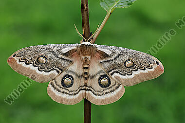 Pfauenspinner Neoris schencki Weibchen