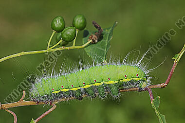 Pfauenspinner Neoris schencki Raupe