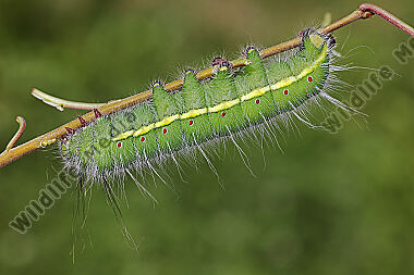 Pfauenspinner Neoris schencki Raupe