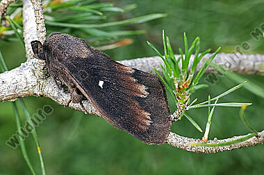Kiefernspinner Männchen