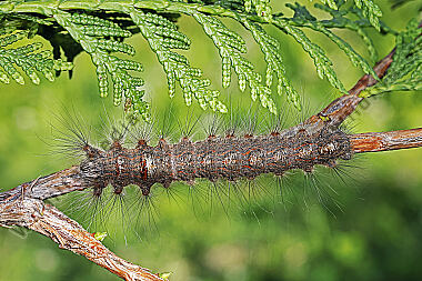 Syrischer Seidenspinner halberwachsene Raupe