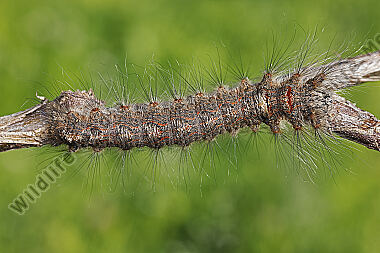 Syrischer Seidenspinner halberwachsene Raupe