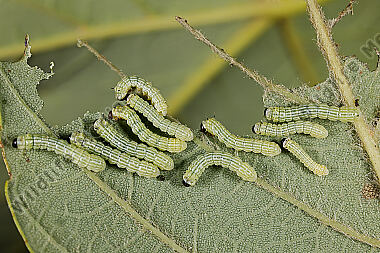 Rosa Ahornspinner Jungraupen