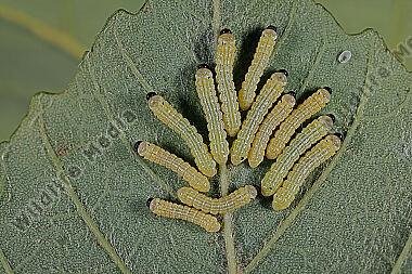 Rosa Ahornspinner Jungraupen