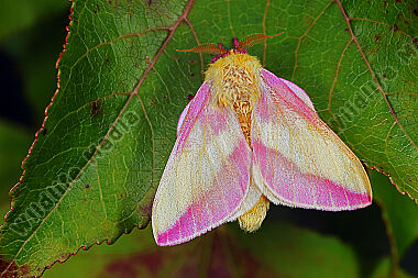Rosa Ahornspinner Männchen