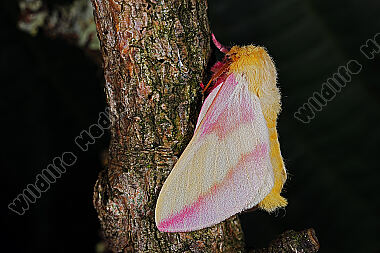 Rosa Ahornspinner Männchen