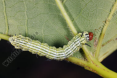 Rosa Ahornspinner Raupe