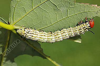 Rosa Ahornspinner Raupe