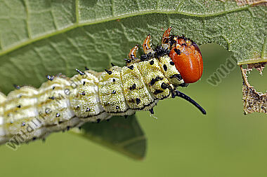 Rosa Ahornspinner Raupe