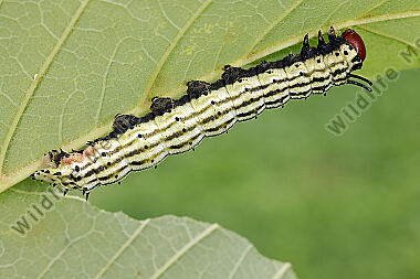 Rosa Ahornspinner Raupe