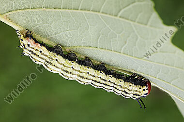Rosa Ahornspinner Raupe