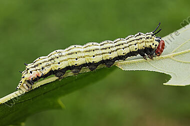 Rosa Ahornspinner Raupe