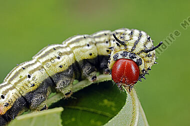 Rosa Ahornspinner Raupe
