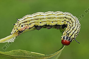 Rosa Ahornspinner Raupe