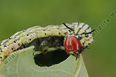 Rosa Ahornspinner Raupe